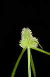 Low spikesedge